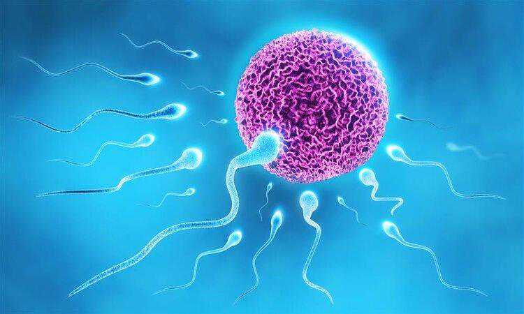 绝经3年后还会怀孕吗&供卵医疗&“精子”进入女性身体后，出现这5个异常，恭